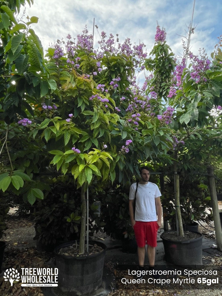 lagerstroemia-speciosa-queen-crape-myrtle-pride-of-india