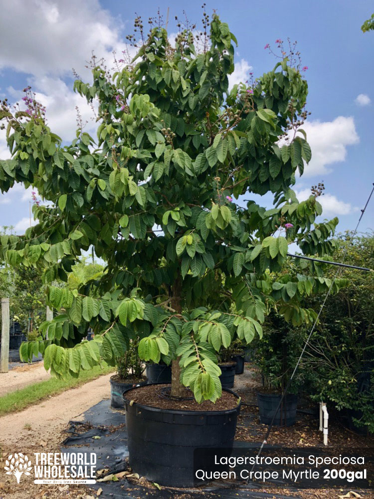 lagerstroemia-speciosa-queen-crape-myrtle-pride-of-india
