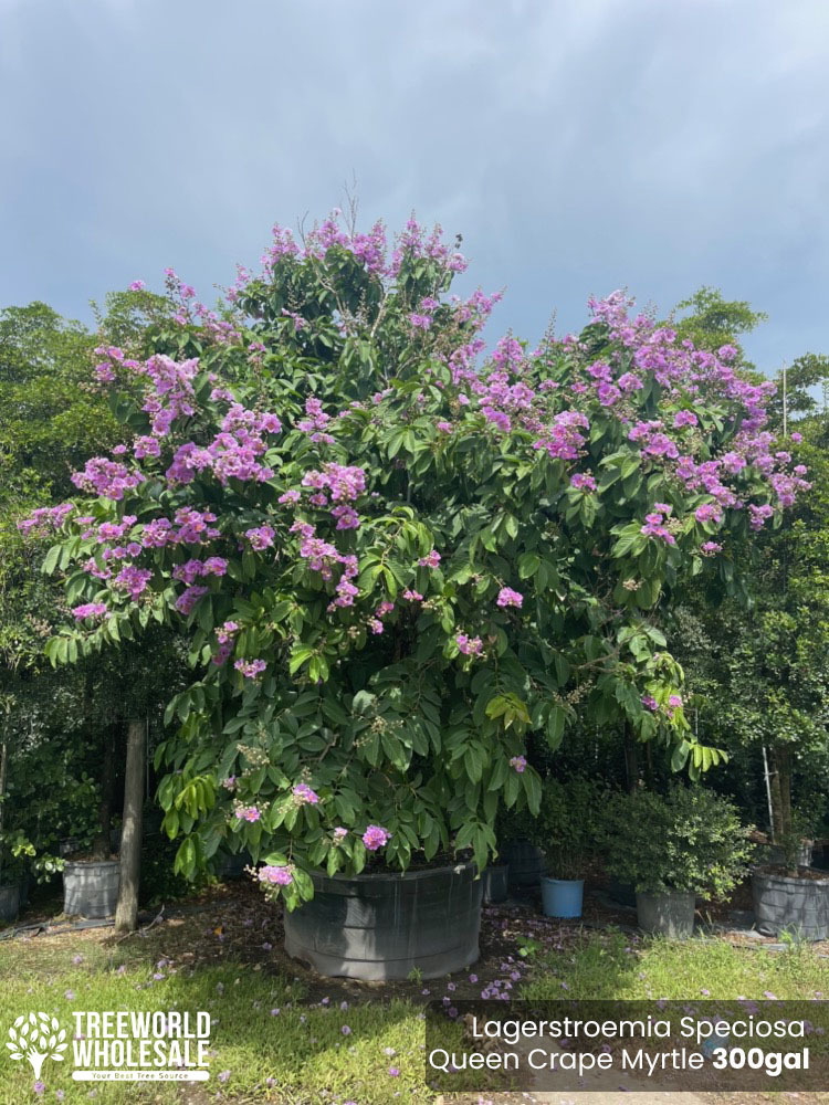lagerstroemia-speciosa-queen-crape-myrtle-pride-of-india