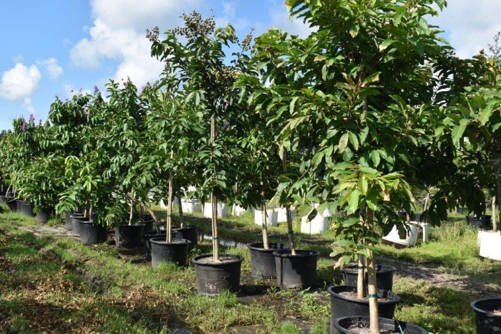 lagerstroemia-speciosa-queen-crape-myrtle-pride-of-india