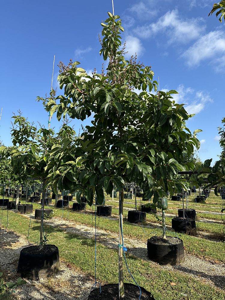 lagerstroemia-speciosa-queen-crape-myrtle-pride-of-india