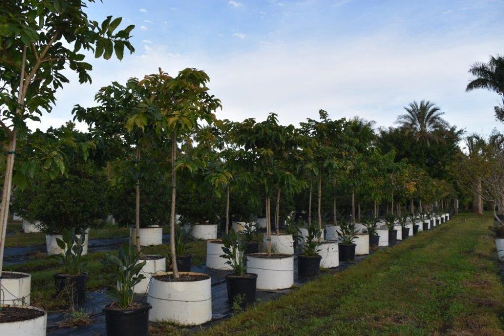 lagerstroemia-speciosa-queen-crape-myrtle-pride-of-india