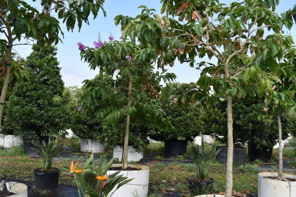 lagerstroemia-speciosa-queen-crape-myrtle-pride-of-india