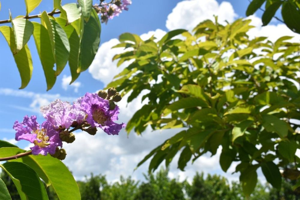 lagerstroemia-speciosa-queen-crape-myrtle-pride-of-india