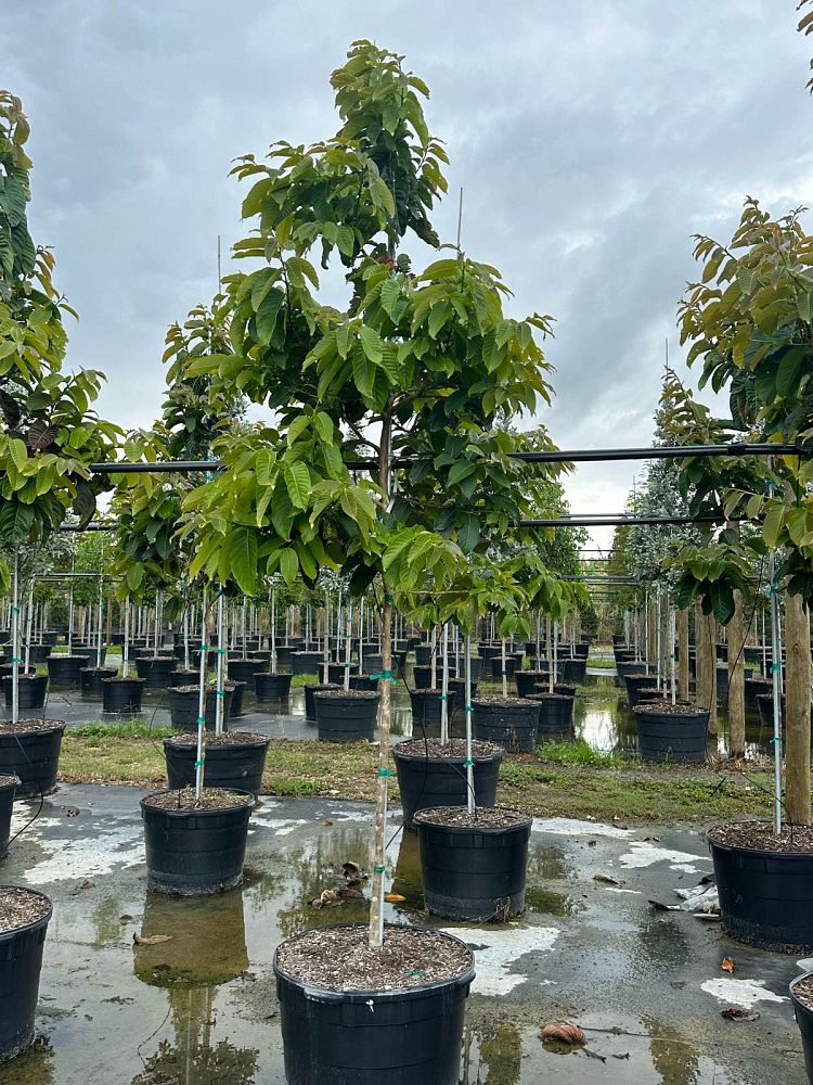 lagerstroemia-speciosa-queen-crape-myrtle-pride-of-india