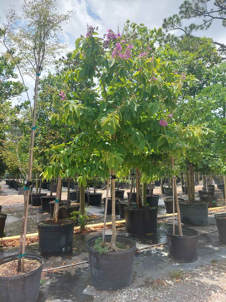 lagerstroemia-speciosa-queen-crape-myrtle-pride-of-india
