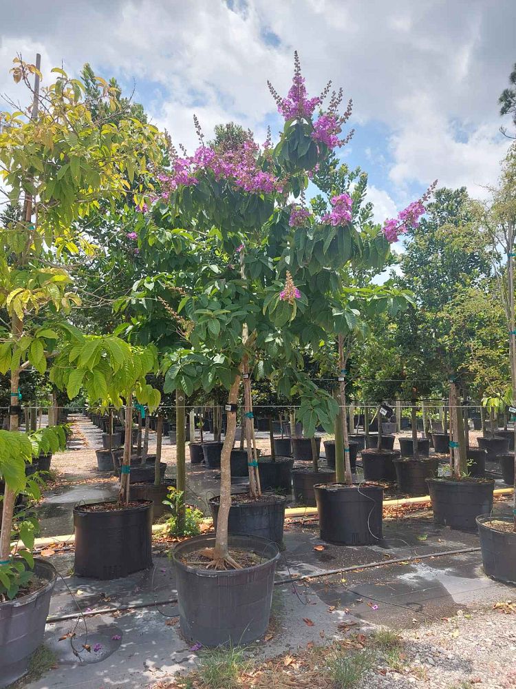 lagerstroemia-speciosa-queen-crape-myrtle-pride-of-india