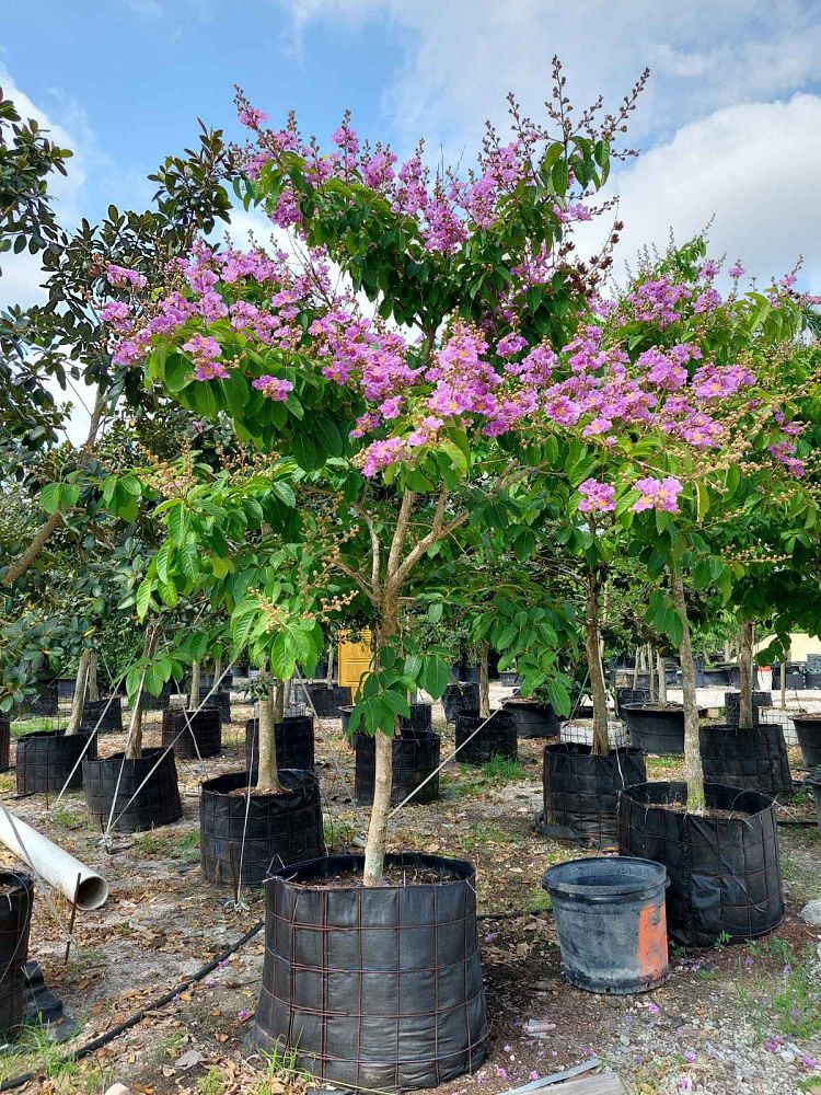 lagerstroemia-speciosa-queen-crape-myrtle-pride-of-india
