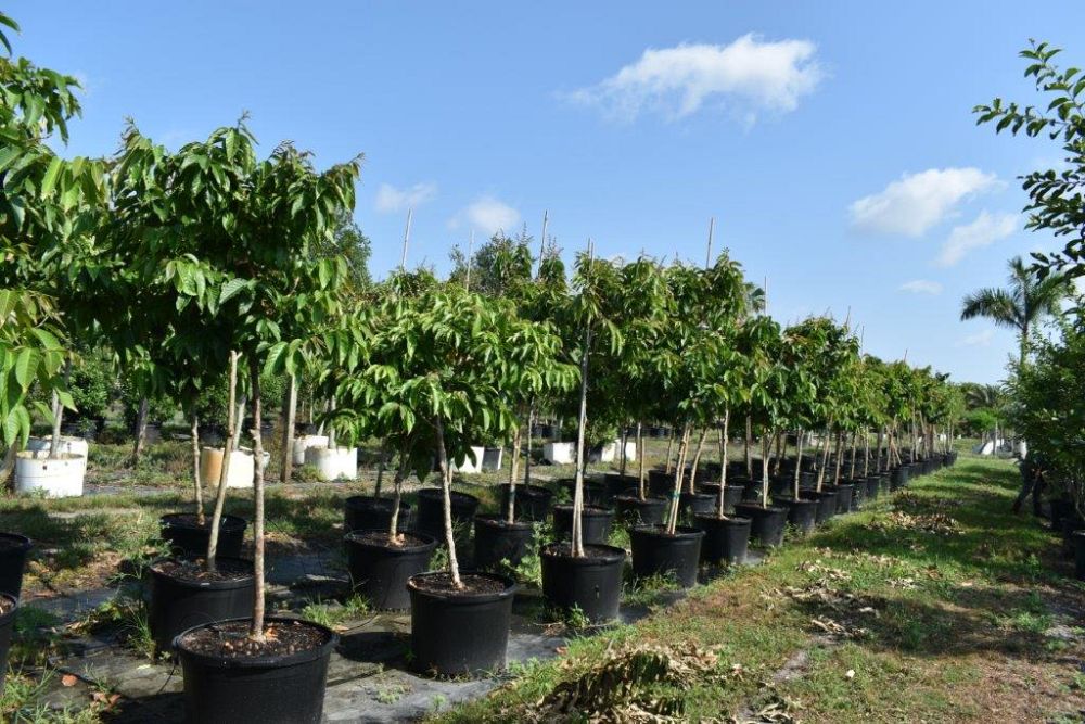 lagerstroemia-speciosa-queen-crape-myrtle-pride-of-india