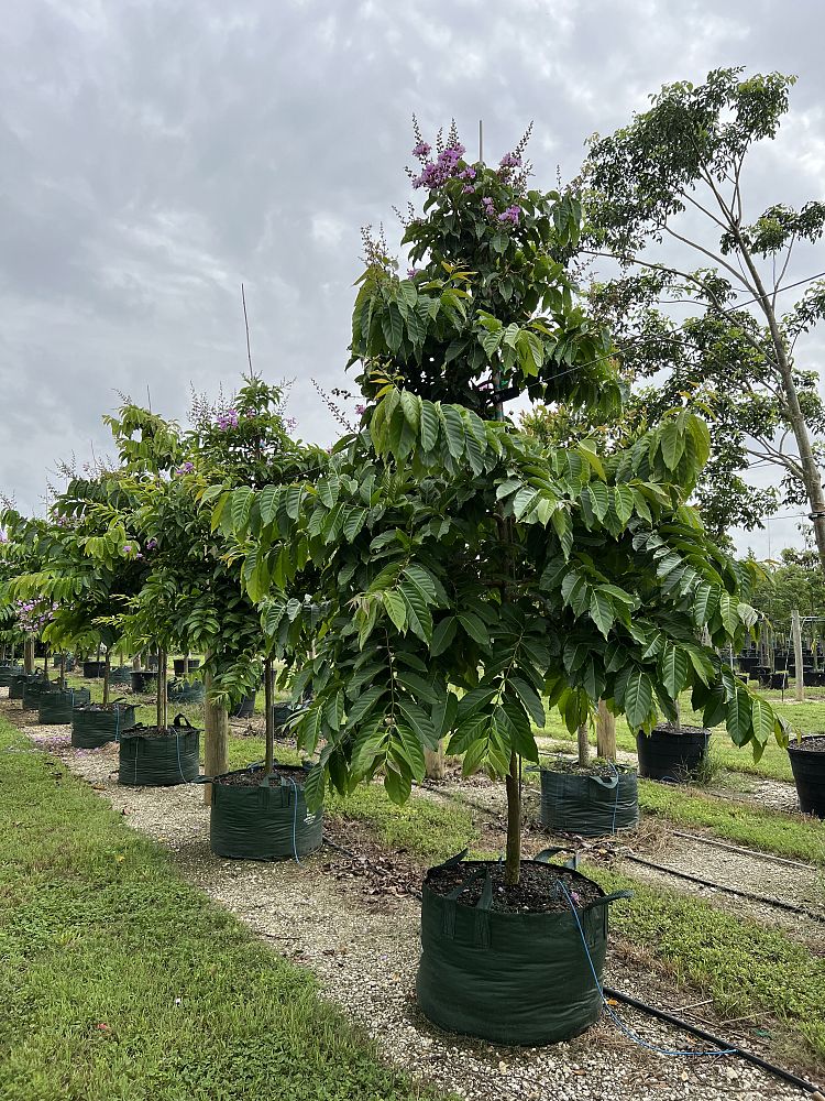 lagerstroemia-speciosa-queen-crape-myrtle-pride-of-india