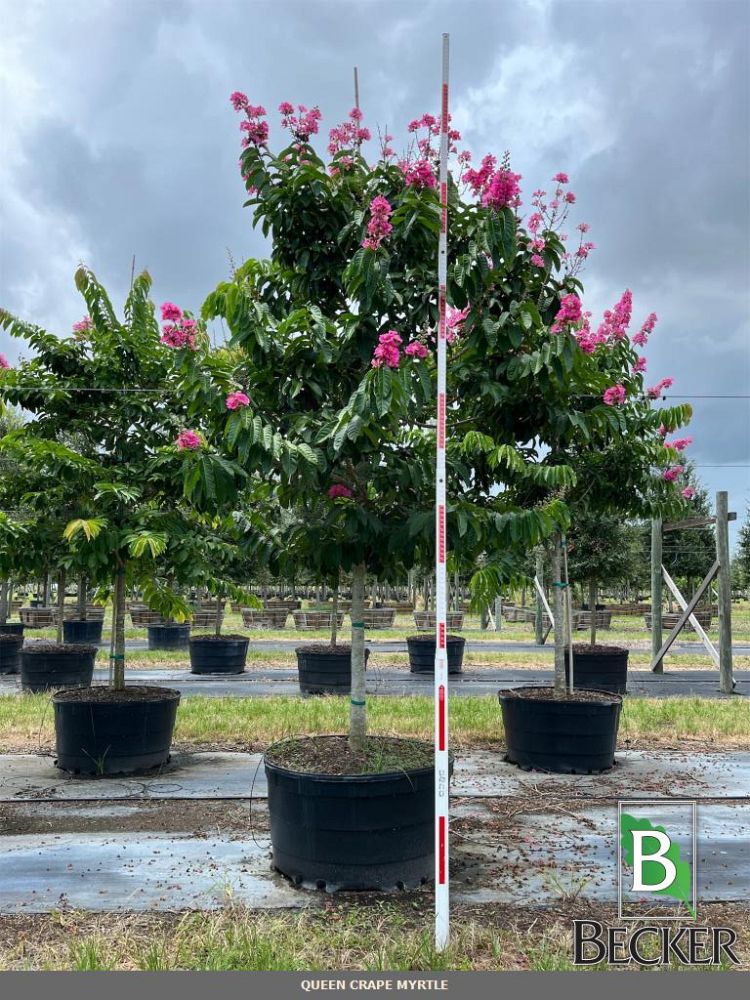 lagerstroemia-speciosa-queen-crape-myrtle-pride-of-india