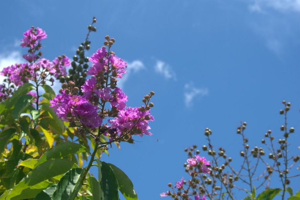lagerstroemia-speciosa-queen-crape-myrtle-pride-of-india