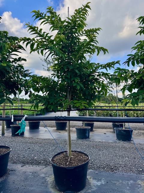 lagerstroemia-speciosa-queen-crape-myrtle-pride-of-india