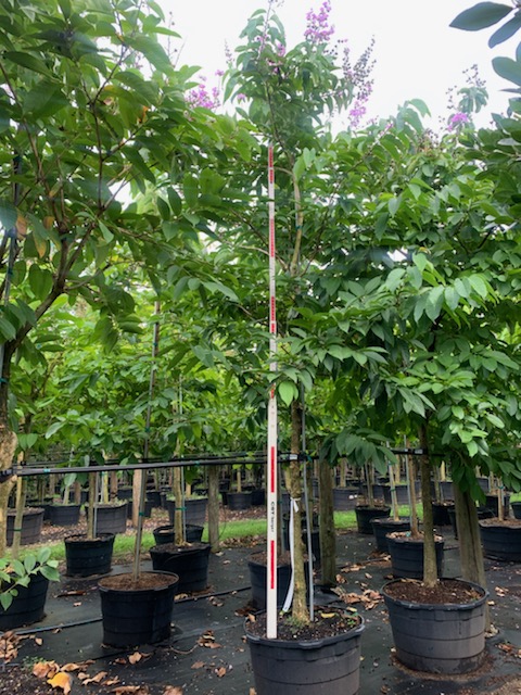 lagerstroemia-speciosa-queen-crape-myrtle-pride-of-india