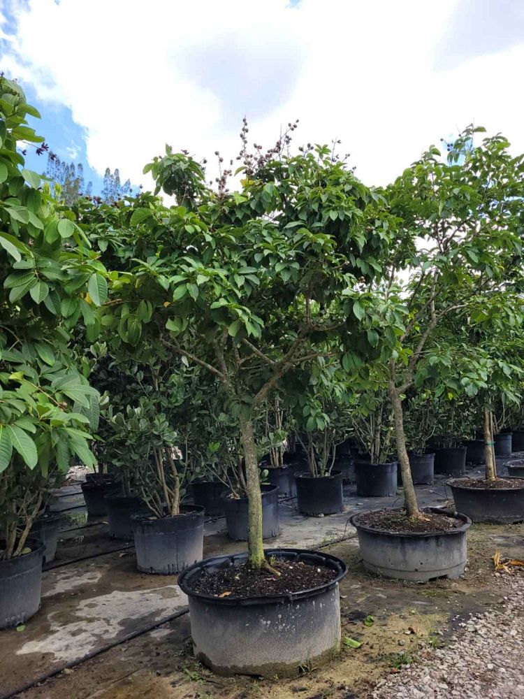 lagerstroemia-speciosa-queen-crape-myrtle-pride-of-india