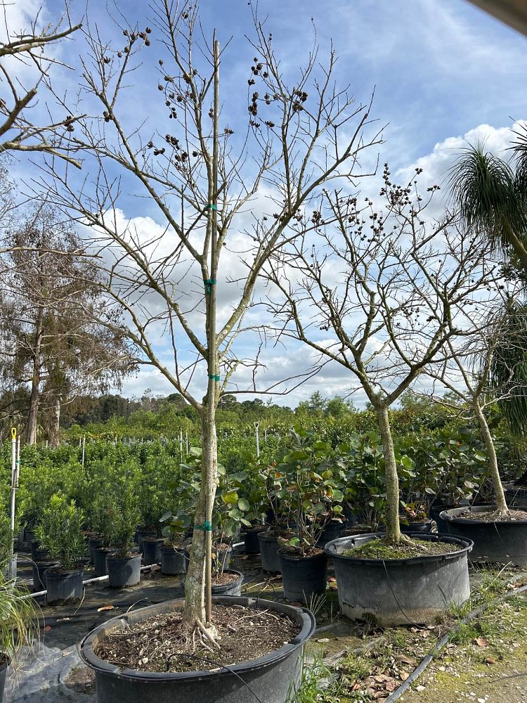 lagerstroemia-speciosa-queen-crape-myrtle-pride-of-india