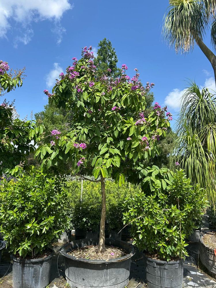 lagerstroemia-speciosa-queen-crape-myrtle-pride-of-india