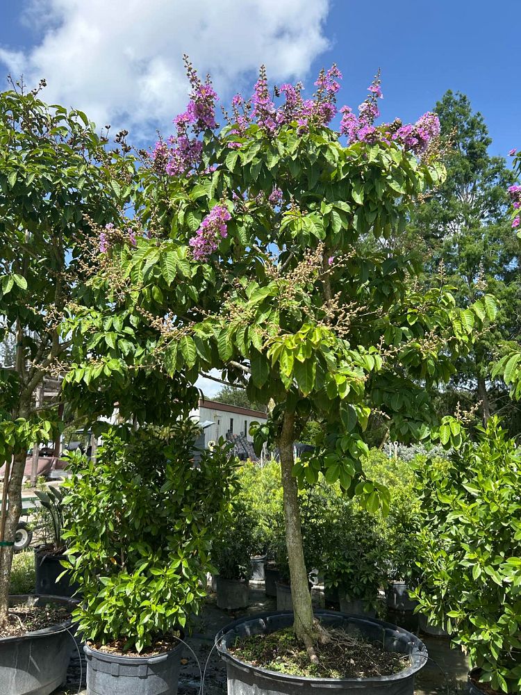 lagerstroemia-speciosa-queen-crape-myrtle-pride-of-india