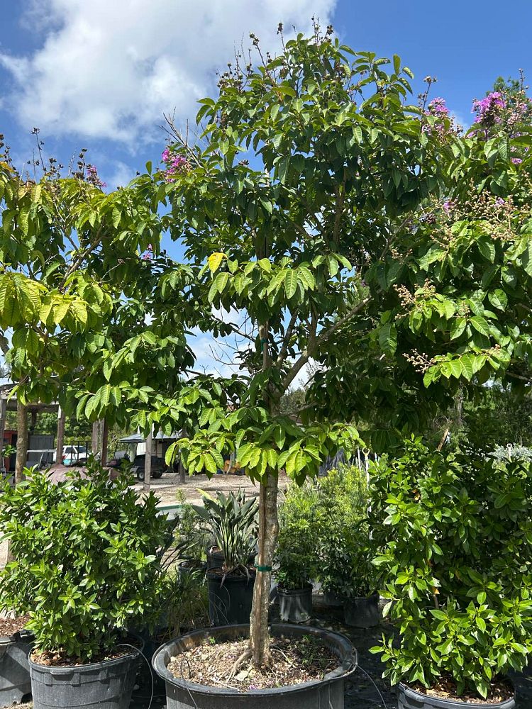 lagerstroemia-speciosa-queen-crape-myrtle-pride-of-india