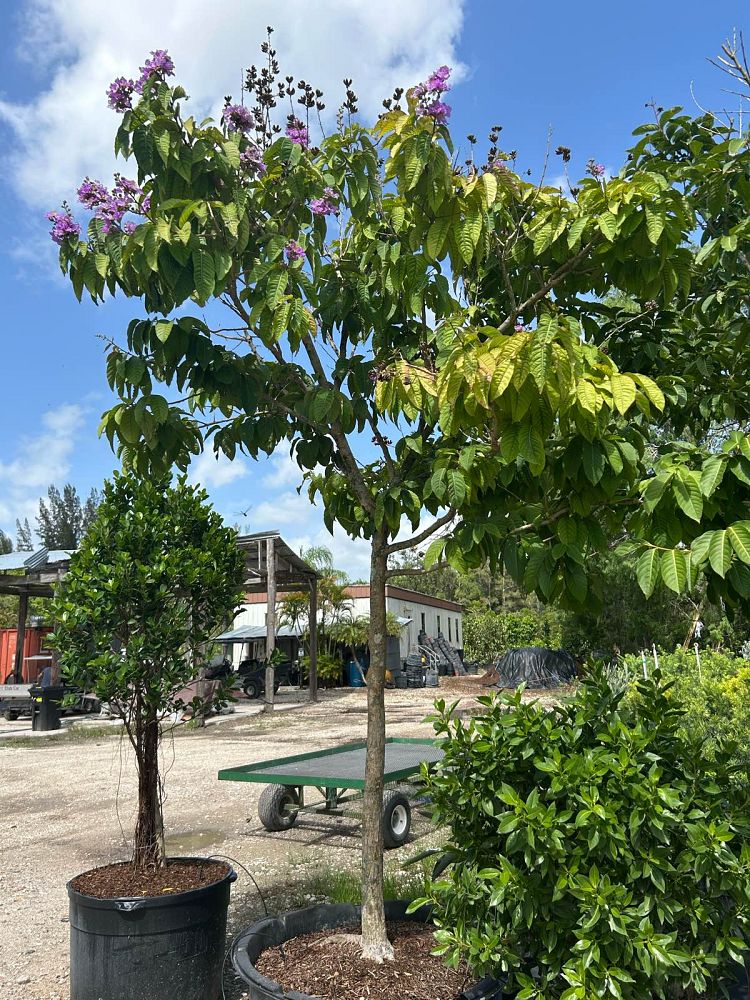 lagerstroemia-speciosa-queen-crape-myrtle-pride-of-india