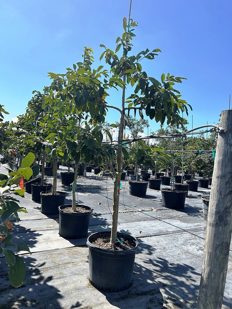 lagerstroemia-speciosa-queen-crape-myrtle-pride-of-india