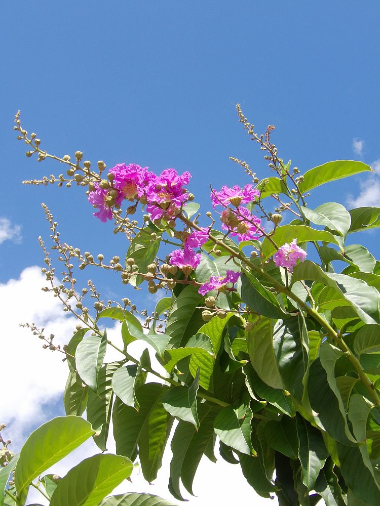 lagerstroemia-speciosa-queen-crape-myrtle-pride-of-india