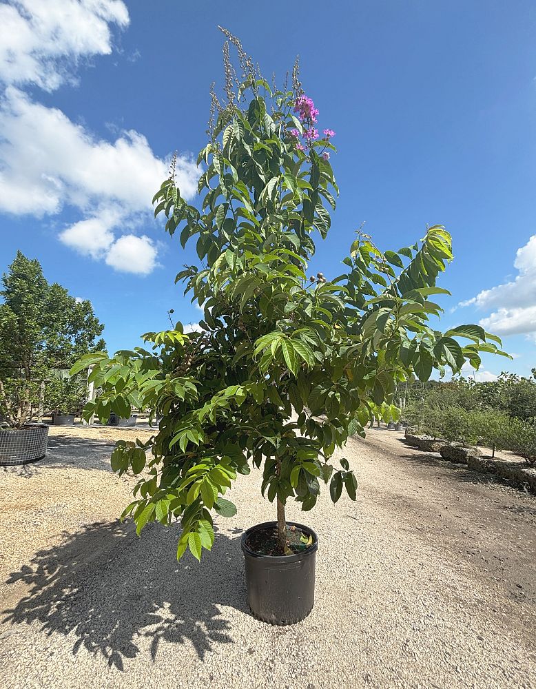 lagerstroemia-speciosa-queen-crape-myrtle-pride-of-india