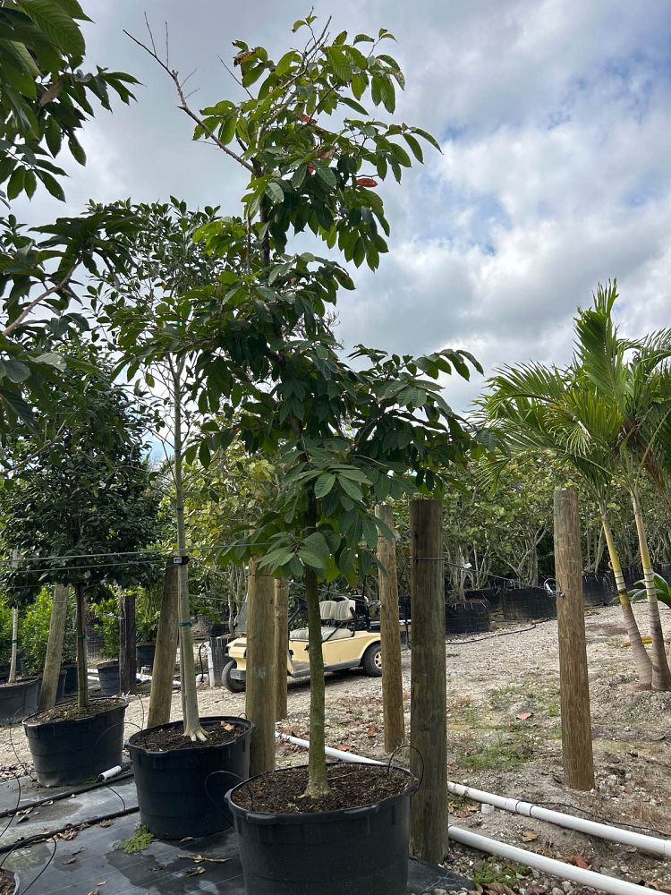 lagerstroemia-speciosa-queen-crape-myrtle-pride-of-india