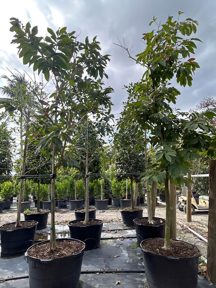 lagerstroemia-speciosa-queen-crape-myrtle-pride-of-india