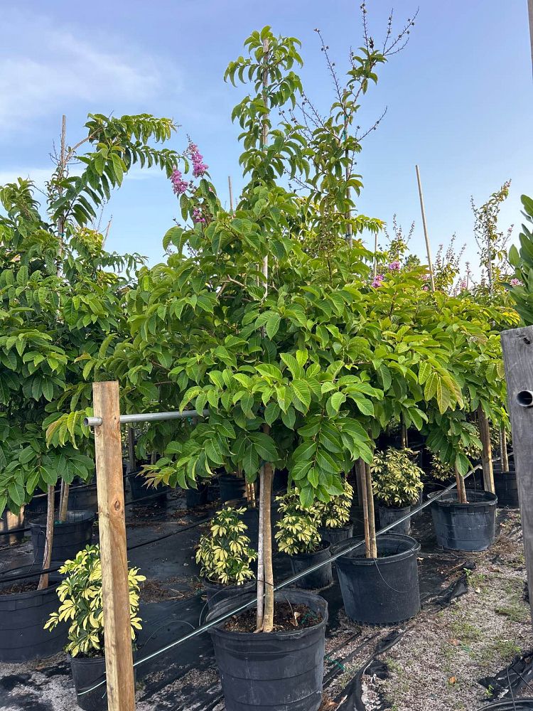 lagerstroemia-speciosa-queen-crape-myrtle-pride-of-india