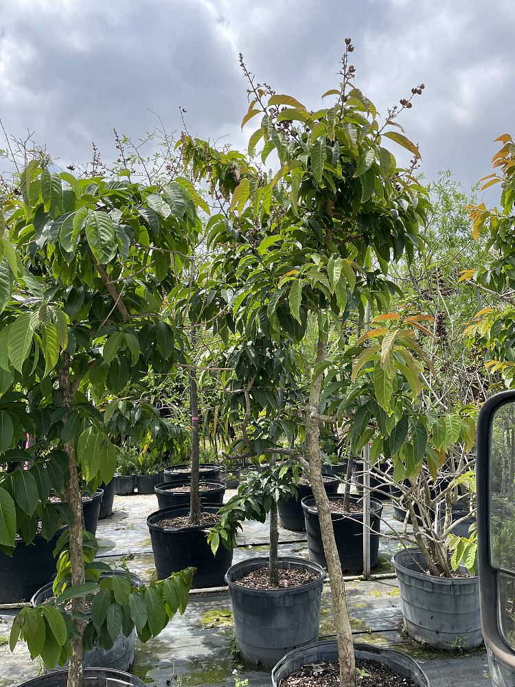 lagerstroemia-speciosa-queen-crape-myrtle-pride-of-india