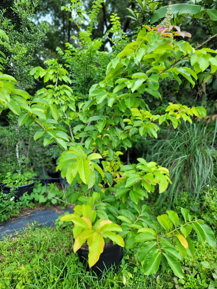 lagerstroemia-speciosa-queen-crape-myrtle-pride-of-india