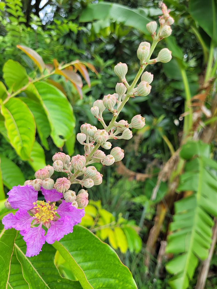 lagerstroemia-speciosa-queen-crape-myrtle-pride-of-india