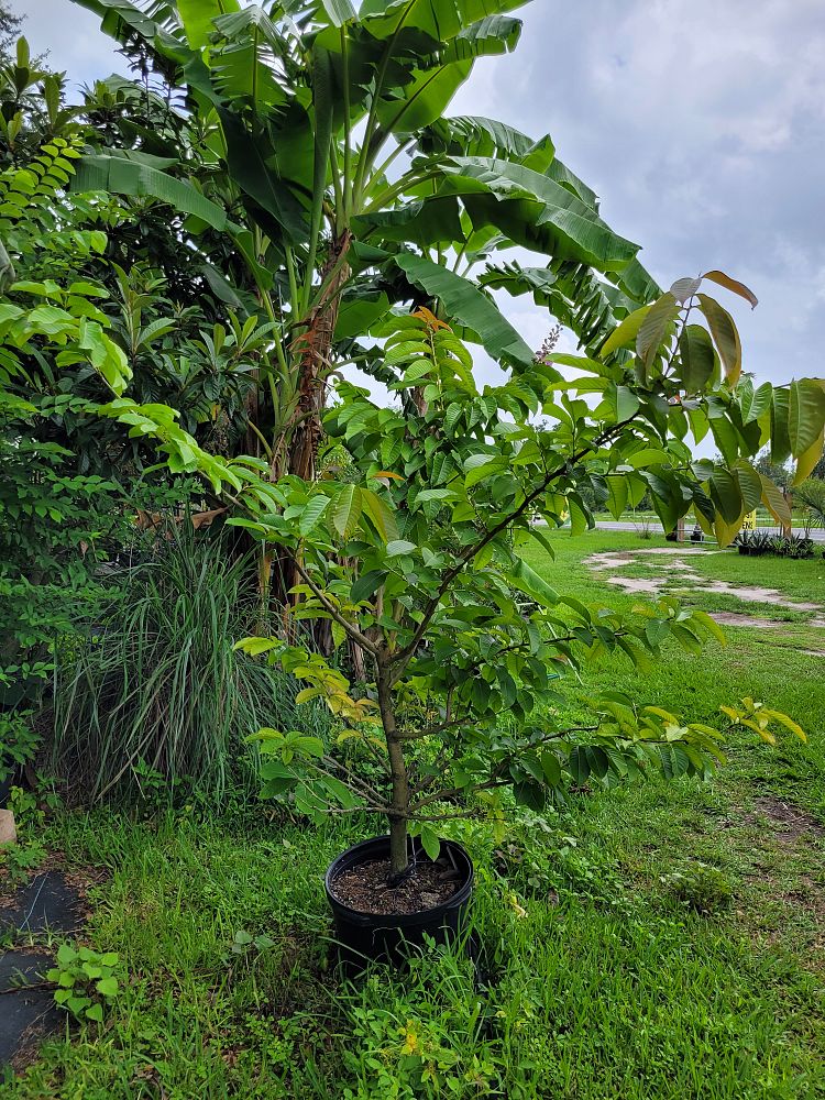 lagerstroemia-speciosa-queen-crape-myrtle-pride-of-india