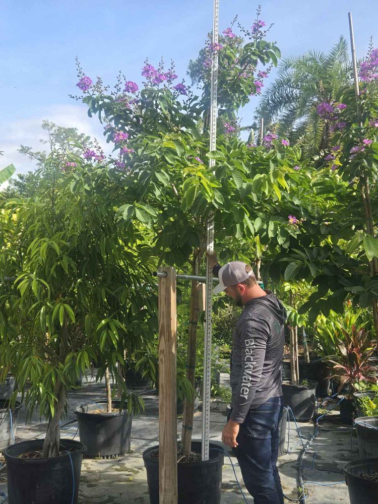 lagerstroemia-speciosa-queen-crape-myrtle-pride-of-india