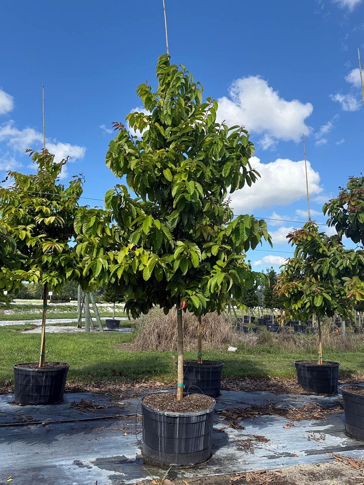 lagerstroemia-speciosa-queen-crape-myrtle-pride-of-india