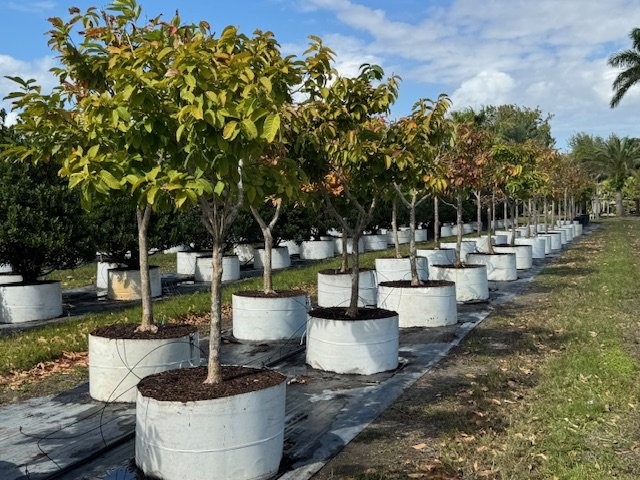 lagerstroemia-speciosa-queen-crape-myrtle-pride-of-india