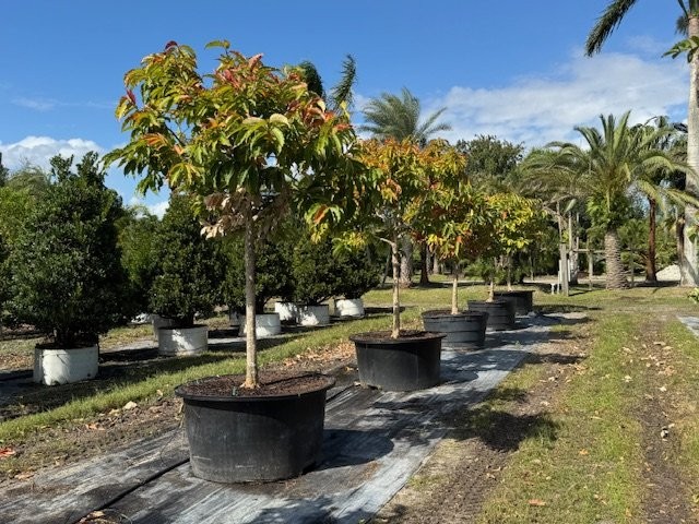 lagerstroemia-speciosa-queen-crape-myrtle-pride-of-india