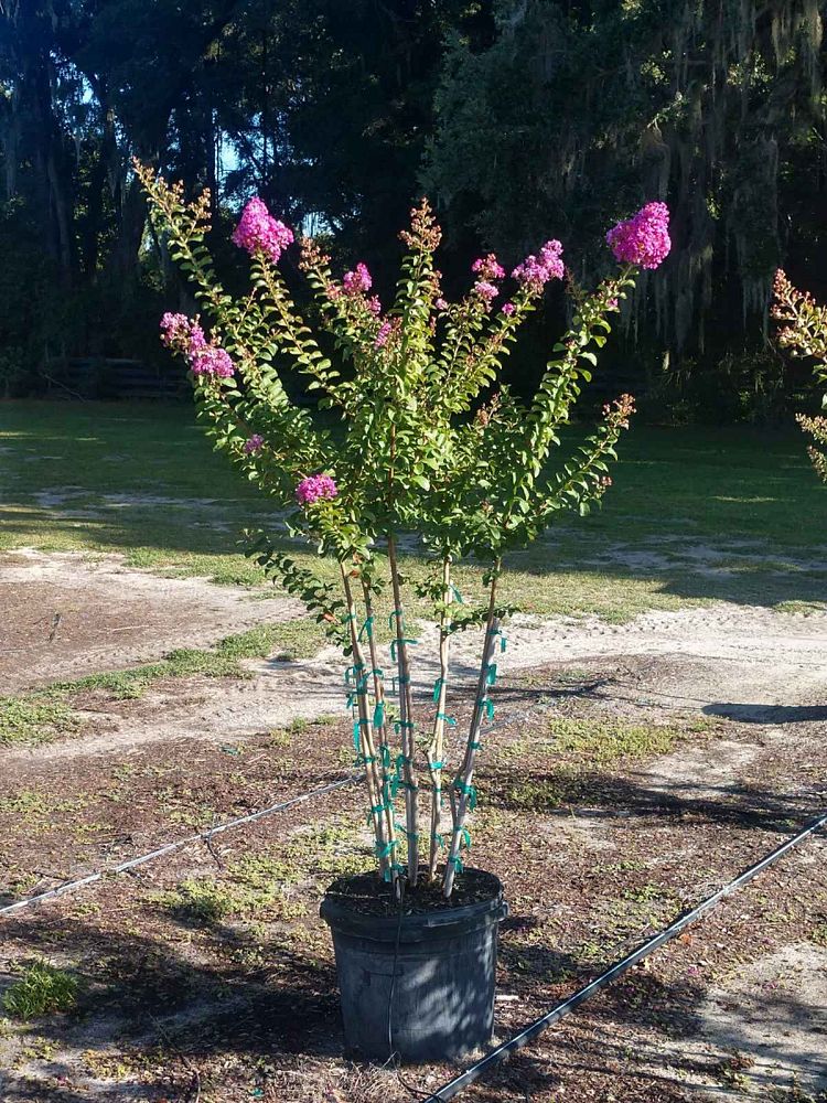 lagerstroemia-twilight-crape-myrtle