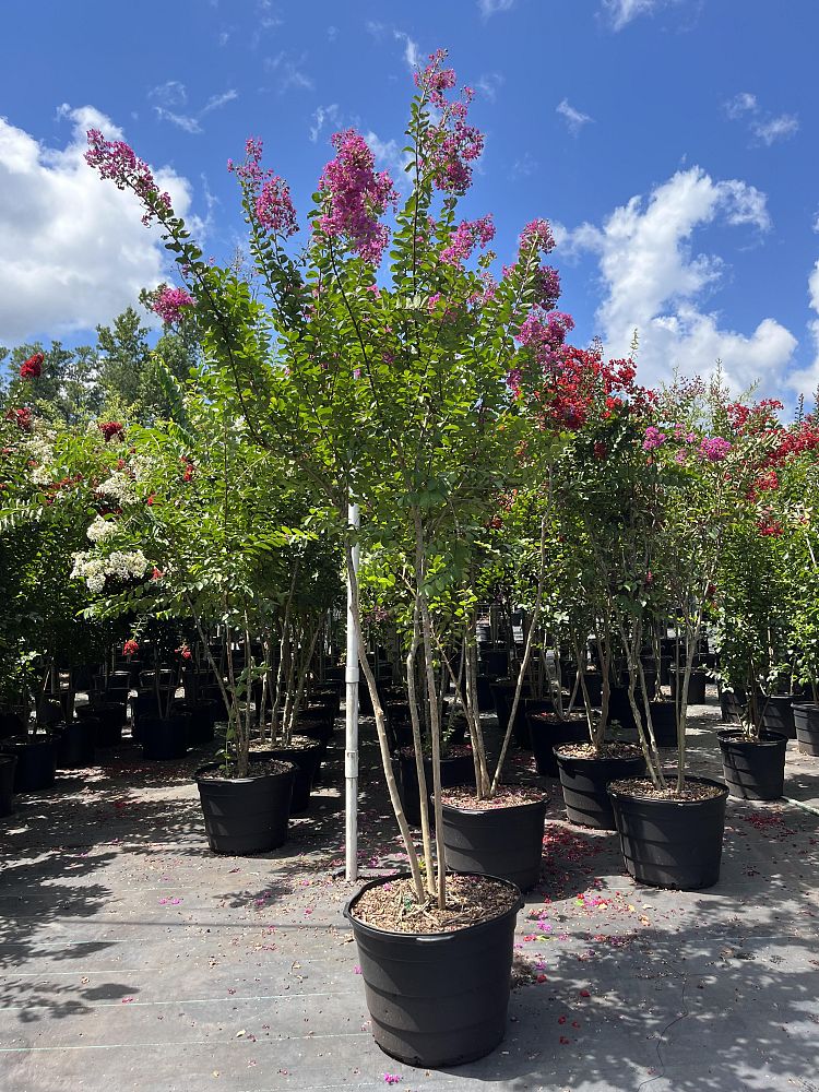 lagerstroemia-twilight-crape-myrtle