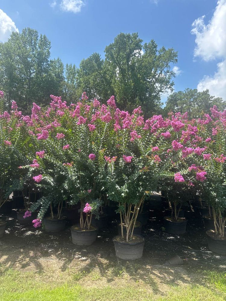 lagerstroemia-twilight-crape-myrtle