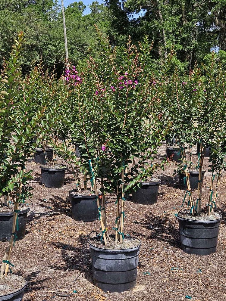 lagerstroemia-twilight-crape-myrtle