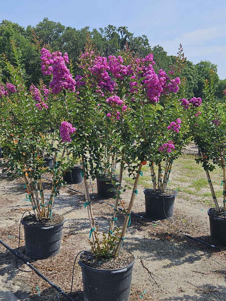 lagerstroemia-twilight-crape-myrtle