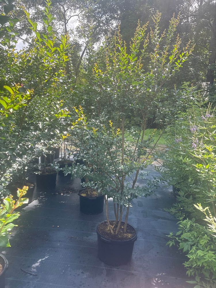 lagerstroemia-twilight-crape-myrtle