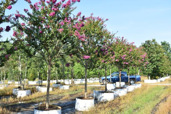 lagerstroemia-twilight-purple-crape-myrtle