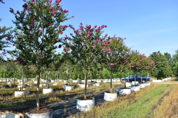 lagerstroemia-twilight-purple-crape-myrtle