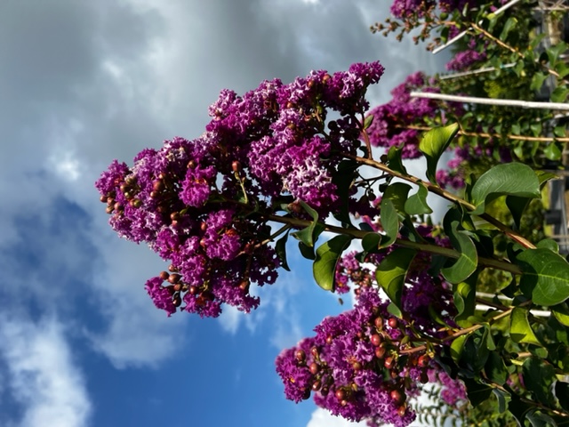 lagerstroemia-twilight-purple-crape-myrtle