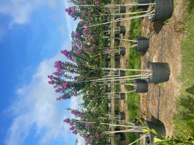 lagerstroemia-twilight-purple-crape-myrtle