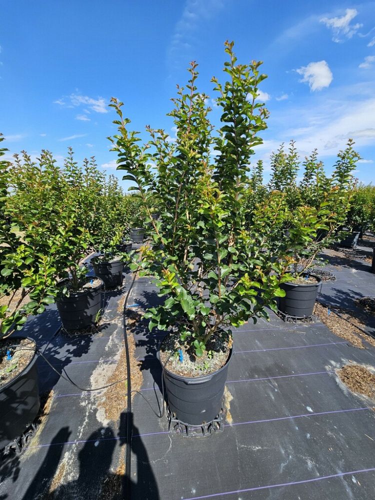 lagerstroemia-twilight-purple-crape-myrtle