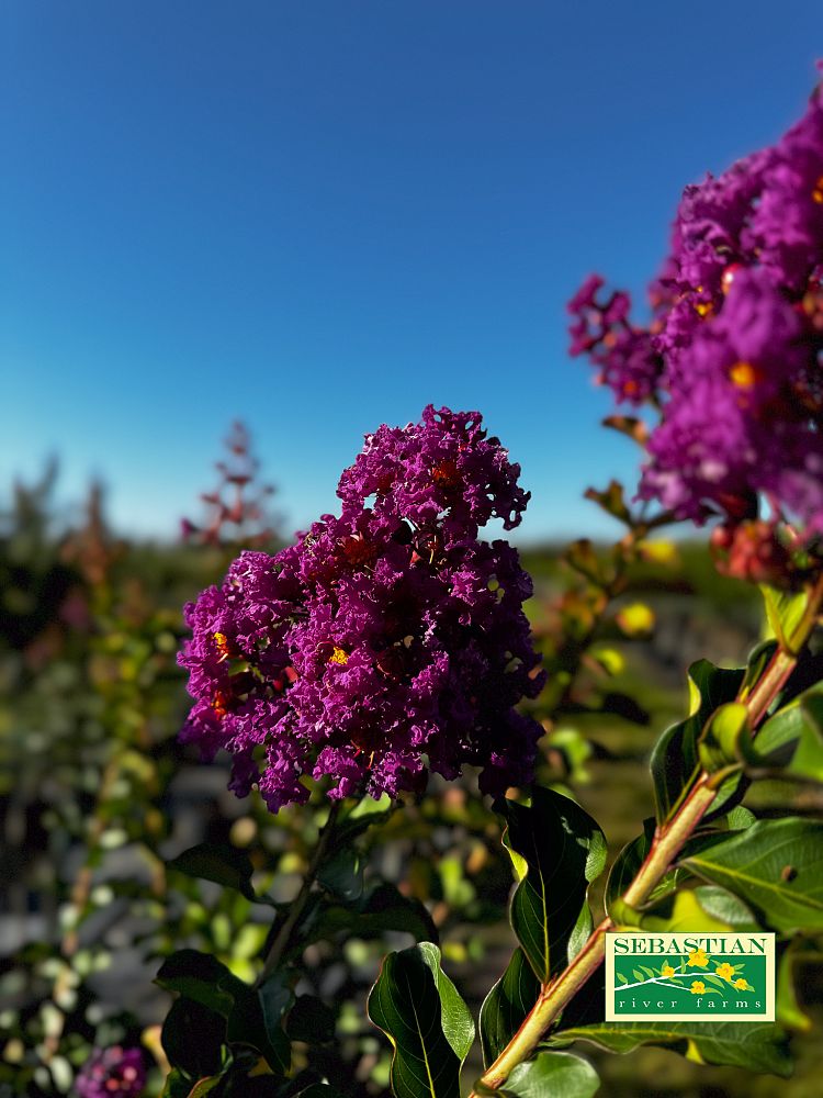 lagerstroemia-twilight-purple-crape-myrtle